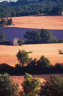 Champs de lavandes et de blé