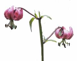 Lys martagon